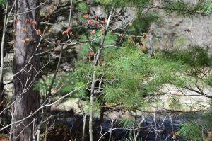 Close up of a branch