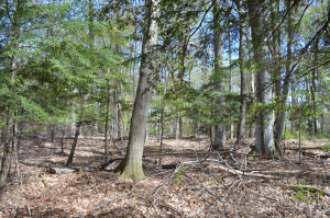 The woodlands