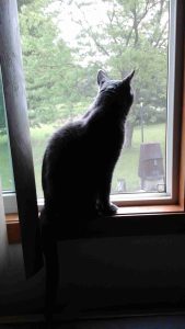 Diggy in the window