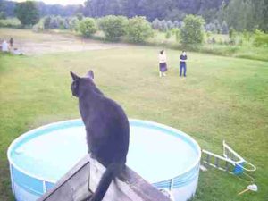 Diggy looking over yard