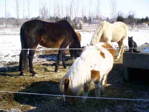 Diggy with our horses