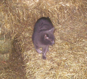 Diggy in our barn