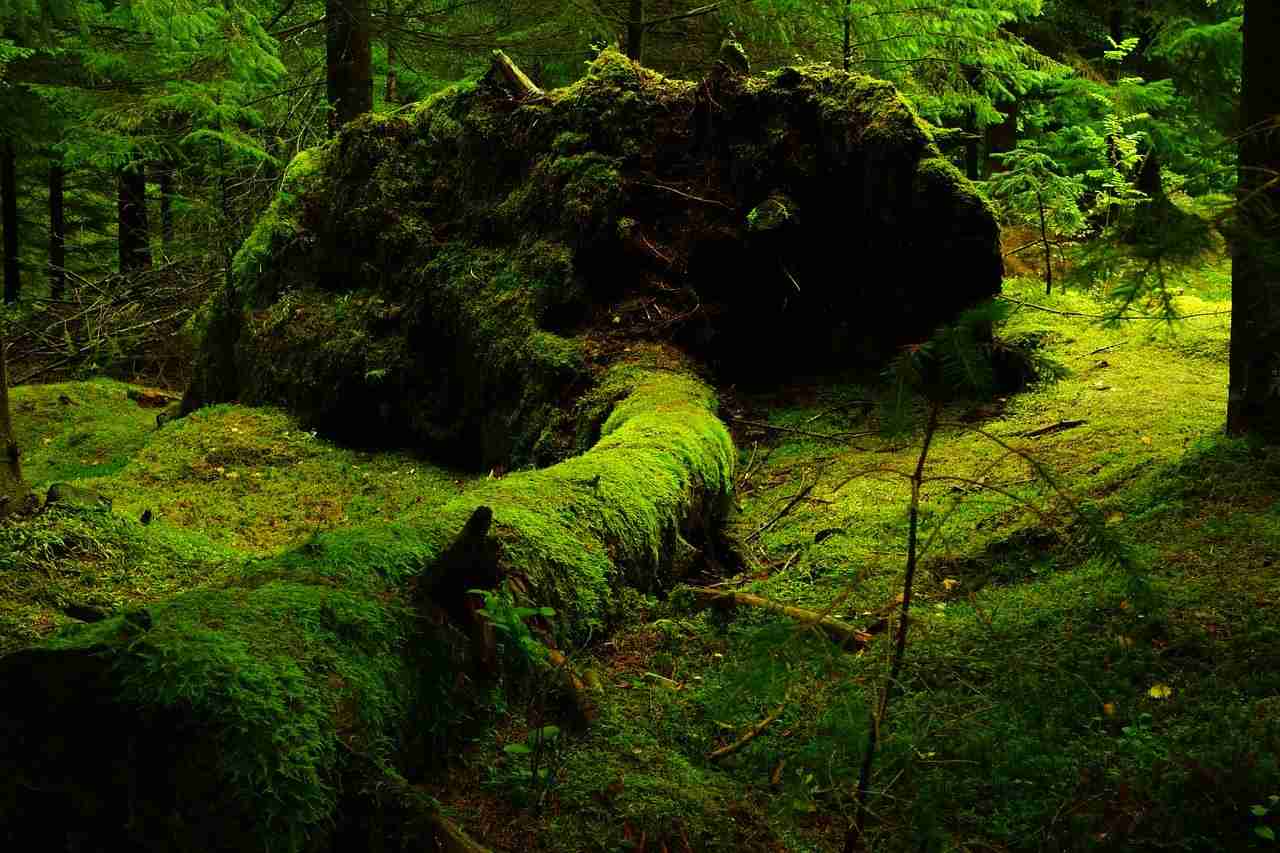 Forest moss Mossy forest.