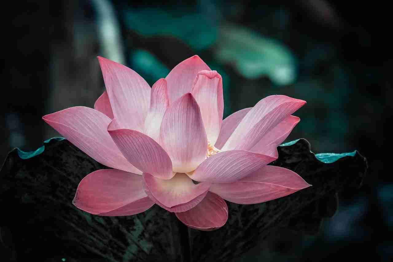 Lotus Flower