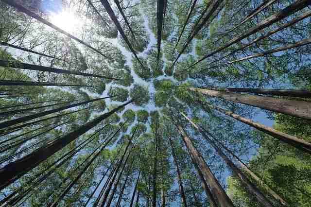 View of a forest from within